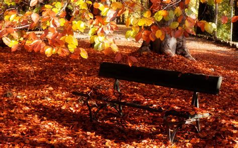 Dry Leaves Covered Bench Autumn Hd Wallpaper Hd Nature Wallpapers
