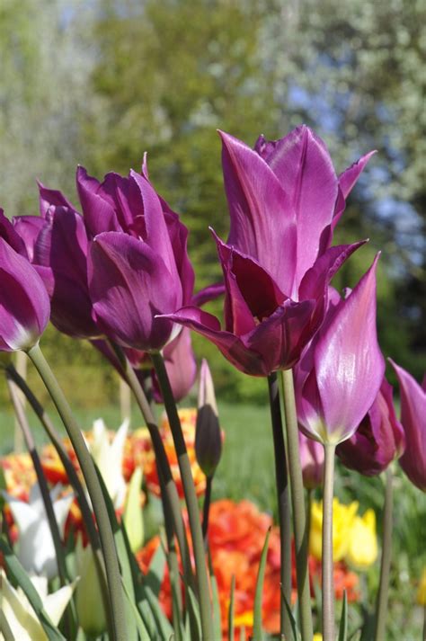 Tulip Purple Dream Lily Flowered Tulip Bulbs Gee Tee Bulbs Uk