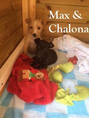 Max Und Chalona Tiny Shelter Albufeira