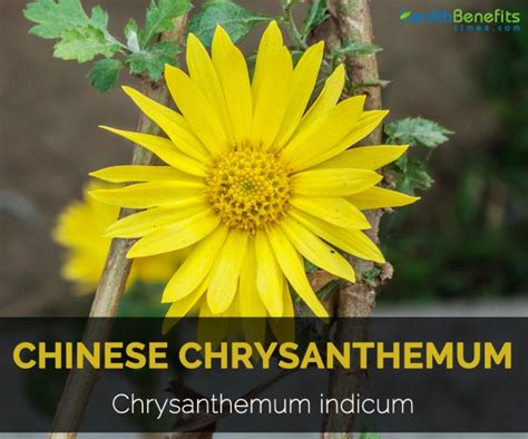 Chinese Chrysanthemum Facts Traditional Uses