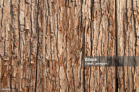 Closeup Of Brown Tree Bark Texture Stock Photo Download Image Now