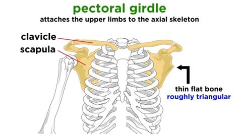 Pectoral Girdle Anatomy