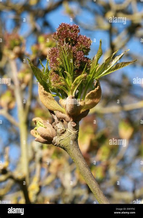 Manna Ash Or South European Flowering Ash Fraxinus Ornus Oleaceae