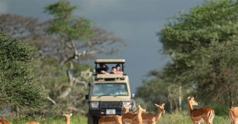 Arusha 3 Days Serengeti And Ngorongoro Crater Tour Getyourguide