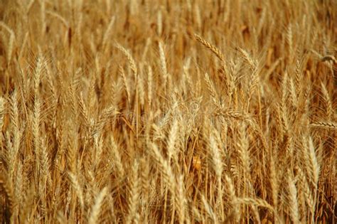 Wheat Grain Field Stock Photo Image Of Landscaped Scene 2923220