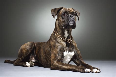 I Would Love My Next Dog To Be A Brindle Boxer I Could Never Replace