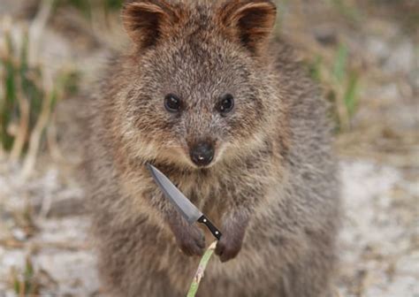Humans may have threatened them with deforestation, but we are trying to do better by them now. 6 Things to Know About the Super Cute Quokka | Mental Floss