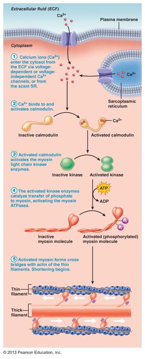 In enzymology, the term serine/threonine protein kinase describes a class of enzymes in the family of transferases, that transfer phosphates to the oxygen atom o. 131 best Human body images on Pinterest | Physical therapy ...