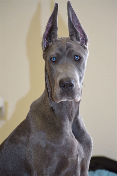 Colors Of Great Dane Dogs