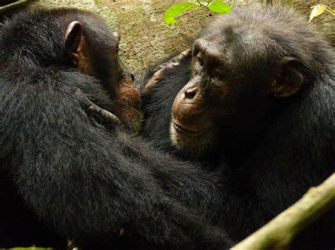 Chimpanzee Copulating Mating Bonobos Humans Monkeys Copulating Opposed
