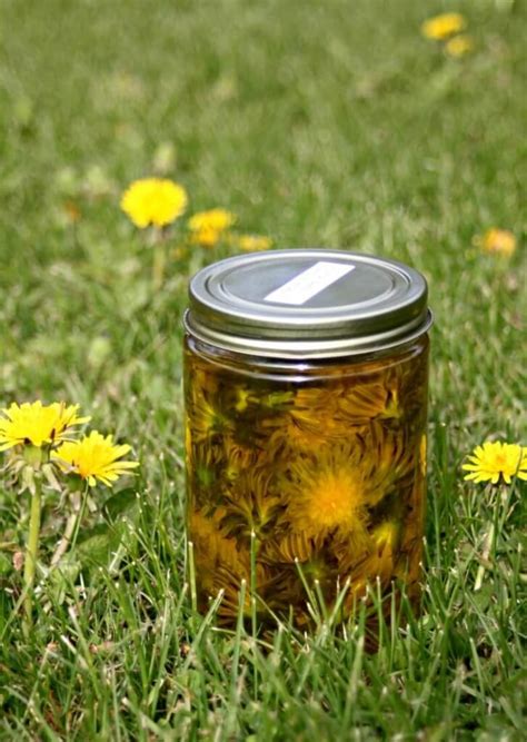 How To Use Dandelion For Home Body And Food Scratch Mommy