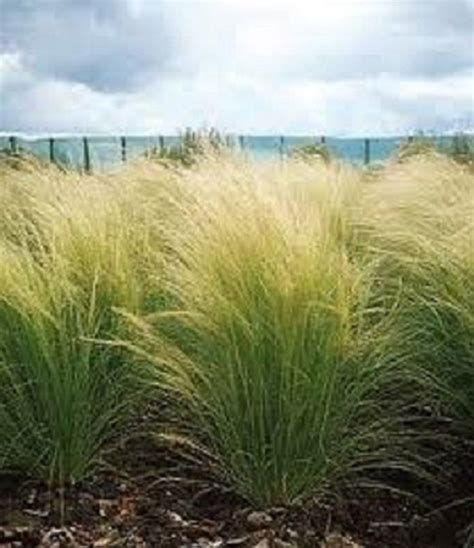 100 Ornamental Mexican Feather Stipa Tenuissima Grass Seeds Etsy