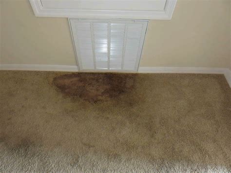 How To Get Rid Of Mildew Smell In Carpet 6 Simple Methods