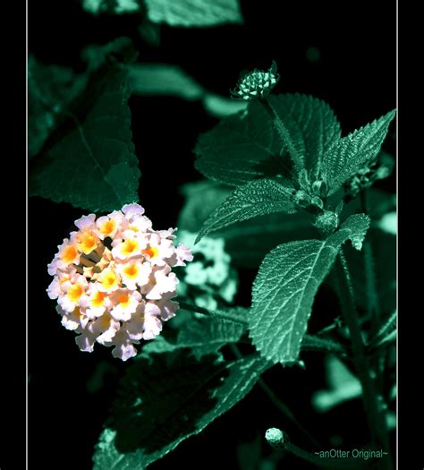 ~ Small Wonder ~ Budding Flowers Botanic Gardens Victori Flickr