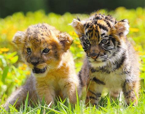 Adorable Photographs Show Inseparable Tiger And Lion Cubs In Southern