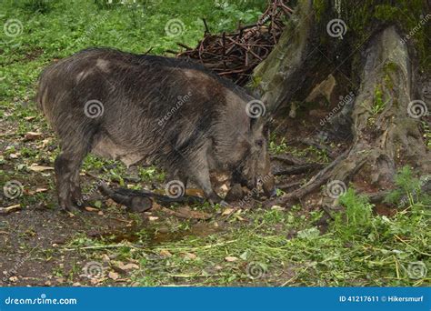 Wild Boar Stock Image Image Of Wildschwein Female Forest 41217611