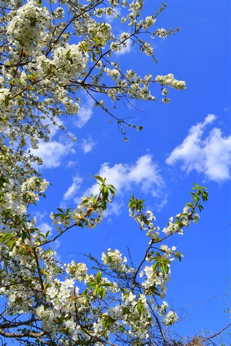 Cherry Tree Blossoms On Blue Sky Stock Photo Image Of Cherry