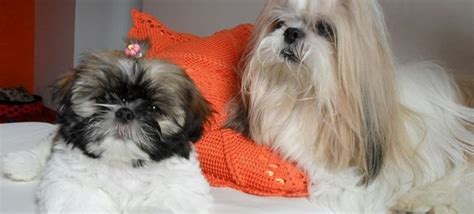 Shih Tzu Temperamento Prezzo E Cure Greenstyle