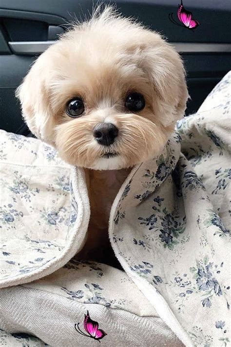 Top 10 Cutest Dog Breeds — Small Cutest Dogs We Cant Get Enough Of You