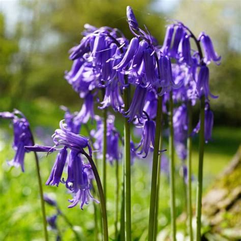 Bluebell Bulbs How To Plant Zahra Blog