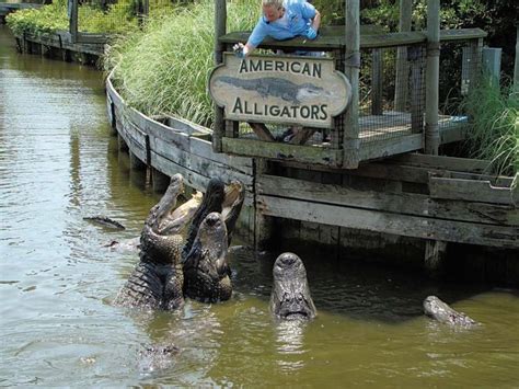 Alligator Adventure Serves Up Meat To Reptiles Education To Visitors