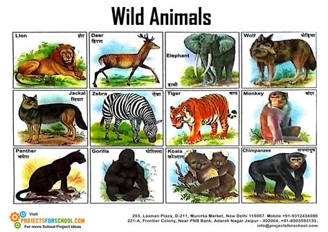Here is an educational video of animal pictures with sounds and names for kids, toddlers, and kindergarten in english. Kids Science Projects - Wild Animals - free download
