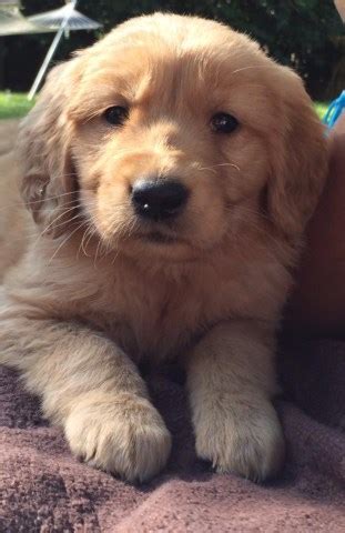 We do not have a history of genetic issues with our. Golden Retriever puppy dog for sale in McHenry, Illinois