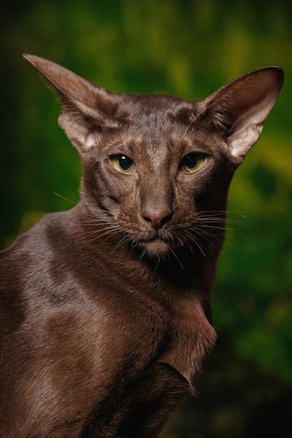 Premium Photo Shorthair Oriental Havana Cat With Chocolate Coat Color