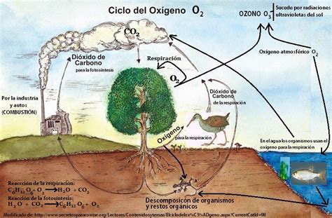 Mercedes La BiÓloga GuÍa 5 Resuelve Situaciones Que Involucren Los