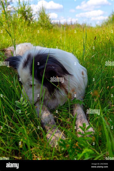 An Old White Dog Of The Yakut Laika Breed Lies In The Green Grass With