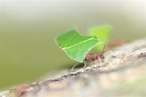 Parasol Mier Leafcutter Ant Atta Colombica Kesterfotografienl