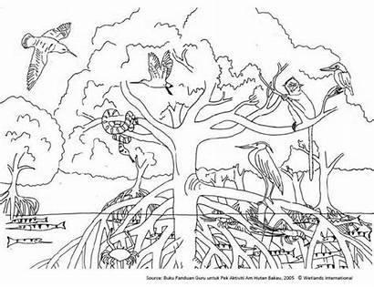Coloring Ecosystem Pages Mangrove Colouring Animal Habitats