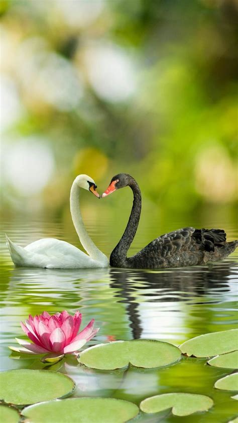Copy and paste emojis anywhere you like. Black and white swans....heart....love!!!!! | Vogelbilder ...