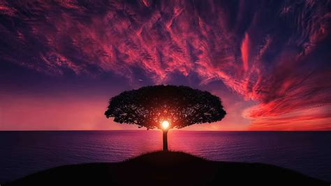 2560x1440 Resolution Sunset Tree Red Ocean And Sky 1440p Resolution