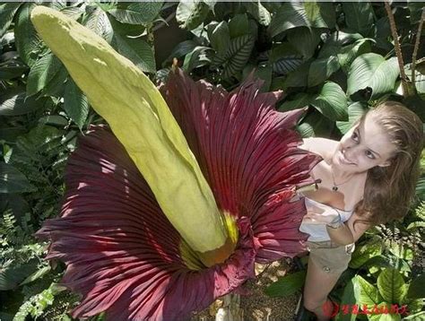 世界上最奇異的 種花裸男花直接讓人看的臉紅 每日頭條