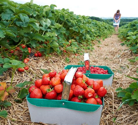 One Of The Best Pick Your Own Strawberry Farms Within The Uk Insidewales