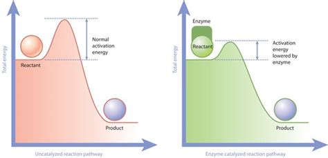 Biological Catalysts Enzymes A Level Biology Revision Notes