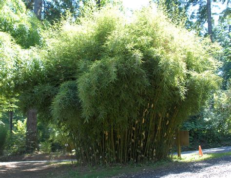 Fargesia Robusta Clumping Bamboo North Carolina Extension Gardener