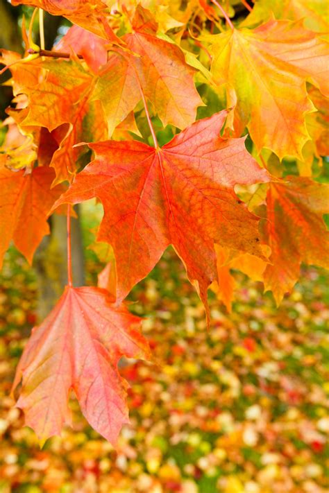 Colorful Maple Leaves Free Stock Photo Public Domain Pictures