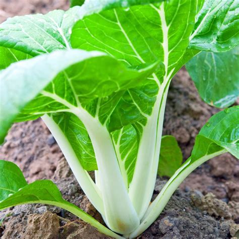 Chinese Cabbage Pak Choi White Stem Seeds The Seed Collection