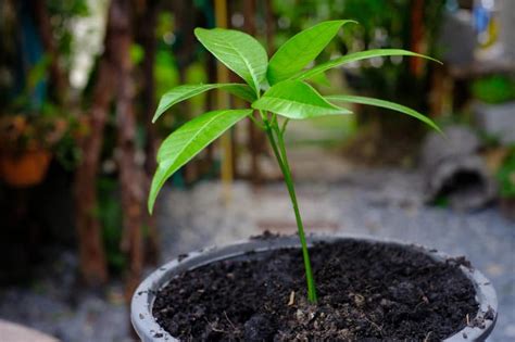 Mango Seedlings And Their Proper Care Gardeneco