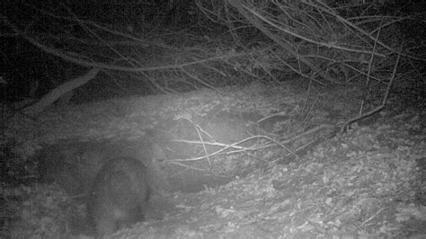 Badgers Mating Youtube