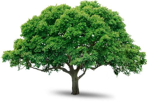 Tree Png Image Free Download Picture Download Png Image Tree