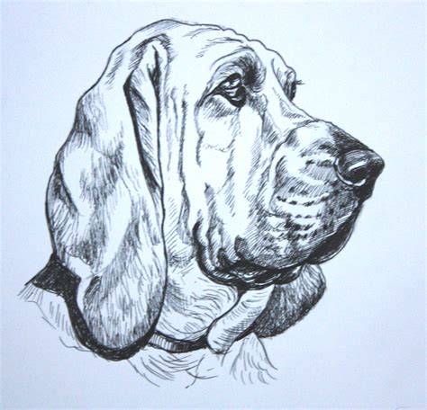 Bloodhound Sketch At PaintingValley Com Explore Collection Of Bloodhound Sketch