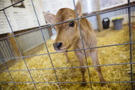 Hay Baby Newborn Farm Animals Make Their Zoo Debut Minnesota Public