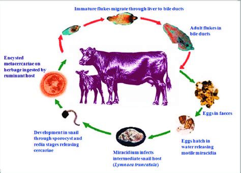 If producers are not normally affected they may not recognise the signs or treat routinely. 1. Life cycle of the liver fluke, Fasciola hepatica ...