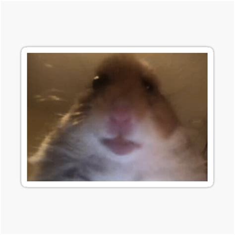 Facetime Hamster Meme Sticker By Smithdigital Redbubble