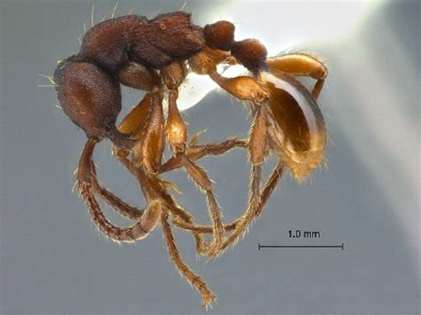 Formicidae Aenictinae Aenictus Punctatus