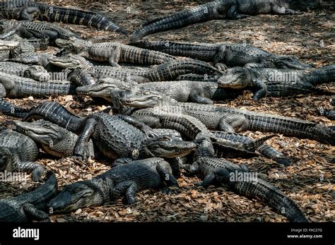 A Large Group Of Captive American Alligators Alligator