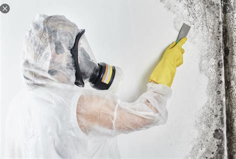 Three Key Tips To Hire A Professional Mold Removal Company Absbuzz